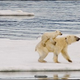 Illustration for article titled The Bears Of Svalbard Have Started Giving Out Piggyback Rides